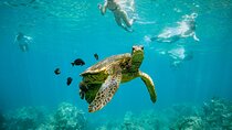 Discover the Magic of Coral Garden’s Turtle Town - Maalaea Harbor