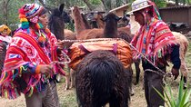 Half Day Andean Llama Trek in the Sacred Valley 