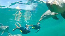  Private Red Sea Snorkeling Adventure with Lunch & Hotel Pickup