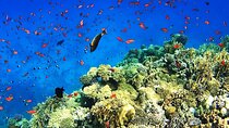 From Sharm: White Island and Ras Mohamed Snorkeling Trip
