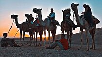 Camel Riding Tour in Luxor West Bank