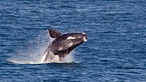 Hermanus Whale Wonders Private Tour: A Majestic Marine Adventure