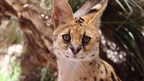 African Cat Experience at Werribee Open Range Zoo - excl. entry