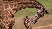Nairobi Guided Day Tour to Giraffe Center