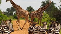 Nairobi National Park and Giraffe Center Guided Day Tour