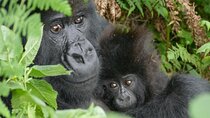 1 Day Gorilla Trekking Experience in Volcanoes National Park