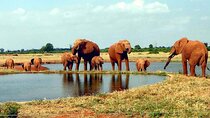 5 Days Kenya Mid Range Safari to Tsavo East ,West & Amboseli
