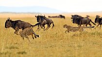 Private Safari in Tarangire National Park