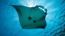Swim with Manta Rays : Snorkeling Day Trip from Bali