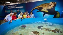 Cairns Aquarium General Admission and Turtle Hospital Tour