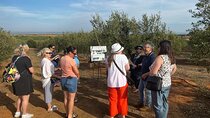 Olive Oil Factory from Seville Private Tour