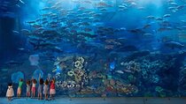 Burj Khalifa at the Top and Underwater Zoo Tour with Transfer