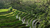 Ubud Tour-All Inclusive with Jungle Swing And Lunch 