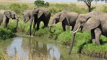 3 Day Private Ol Pejeta Safari with a Farming Trip