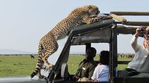 5 Days Masai Mara and Lake Nakuru Lodge Safari