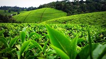Nairobi to Kiambethu Tea Farm Tour