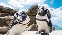 Cape point>Seal&Penguin>Ostrich Farm: FULL DAY TOUR +Pickup incl.