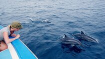 All Inclusive Mirissa Whale and Dolphin Watching Boat Ride