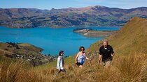 Luxury Private Guided Crater Rim Walk on Banks Peninsula