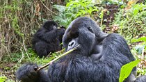 3 Day Uganda Gorilla Adventure