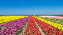 Day Trip to Famous Tulip Route in Noordoostpolder From Amsterdam