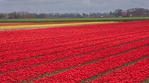 Private Tour from Amsterdam To The Most Impressive Tulip Fields