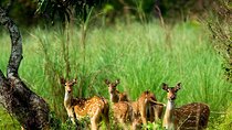 3 Days and 2 Nights Chitwan National Park Safari Tour in Pokhara