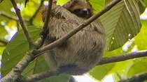 Sloth watching La Fortuna, Arenal.