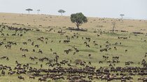 7 Day Migration Tanzania Private Guided Safari from Arusha