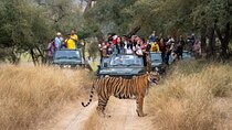 6 Days Golden Triangle Tour with Ranthambore Tiger Safari