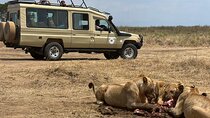 Arusha Tanzania 5 Day Safari Adventure
