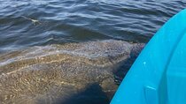 2.5 Hour Kayaking with Manatee and History Tour in Tarpon Springs