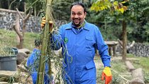 Panda Volunteering Experience at Dujiangyan or Wolong Panda Base