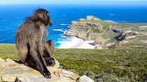 The Cape Peninsula Half Day Tour in Cape Town