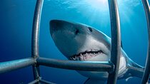 White Shark Cage Full Day Tour in Cape Town