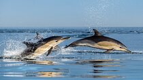 Combo Marine Wildlife Cruise & Cape Point Full Day Tour in CT