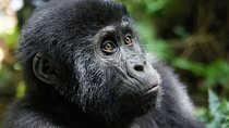 4 Days Gorilla Private Trekking in Bwindi National Park