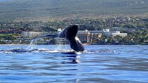 Kayak and Whale Watching Tour