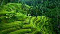 Ubud Tour With Monkey Forest, Rice Terrace, Waterfall, Temple
