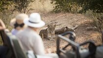 3 Day Kapama Southern Camp Safari