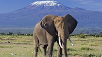 7-Day Private Tour in Kenya National Parks From Nairobi / Mombasa