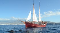Tenerife: Pirate Ship Whale Safari with Swimming Stop