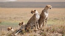 4 Days scenic Tarangire, Ngorongoro, Serengeti Group Safari