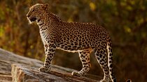 Yala national park half day safari from Colombo.