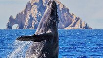 Whale Watching, Kraken Chase and Cabo Arch