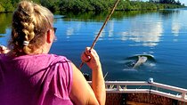 2 hour Dolphin Sightseeing Tour in Melbourne Florida 