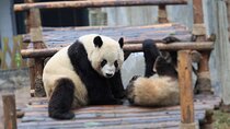 Private Tour Chengdu Panda Breeding Center with Volunteer