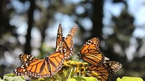 Monarch Butterfly: Biosphere Reserve & Christmas Tour in Mexico