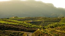 Full-Day Private Priorat Wine Tour Experience from Barcelona