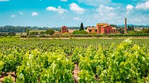 Half-Day Private Penedes Wine Tour Experience from Barcelona
